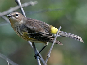 Смотреть фото Миртовый лесной певун Фото Миртовый лесной певун