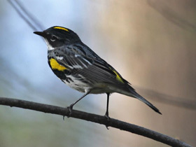 Смотреть фото Миртовый лесной певун Фото Миртовый лесной певун