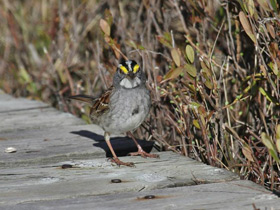 Смотреть фото Миртовый лесной певун Фото Миртовый лесной певун