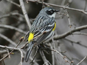 Смотреть фото Миртовый лесной певун Фото Миртовый лесной певун