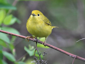 Смотреть фото Жёлтая древесница Фото Жёлтая древесница