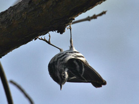 Смотреть фото Пегий певун Фото Пегий певун