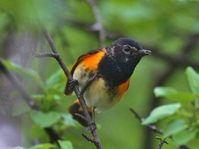 Смотреть фото Американская горихвостка Фото Американская горихвостка