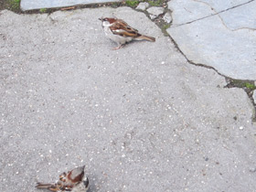 Смотреть фото Городской, или домовый воробей Фото Городской, или домовый воробей