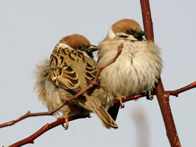 Смотреть фото Полевой воробей Фото Полевой воробей