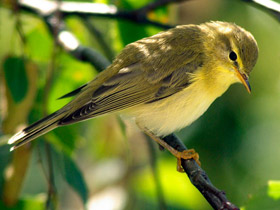 Пеночка-весничка Пеночка-весничка