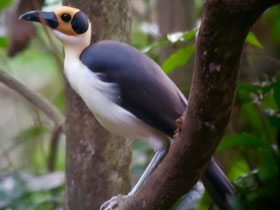 Смотреть фото Западная лысая ворона Фото Западная лысая ворона