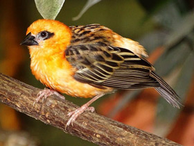 Смотреть фото Красный фуди Фото Красный фуди