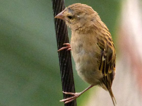 Смотреть фото Красный фуди Фото Красный фуди