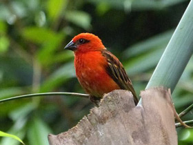 Смотреть фото Красный фуди Фото Красный фуди