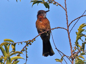 Смотреть фото Горный бюльбюль Фото Горный бюльбюль
