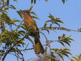 Смотреть фото Горный бюльбюль Фото Горный бюльбюль
