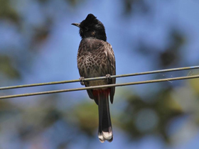 Смотреть фото Розовобрюхий бюльбюль Фото Розовобрюхий бюльбюль