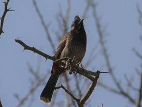 Смотреть фото Розовобрюхий бюльбюль Фото Розовобрюхий бюльбюль