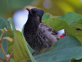 Смотреть фото Розовобрюхий бюльбюль Фото Розовобрюхий бюльбюль