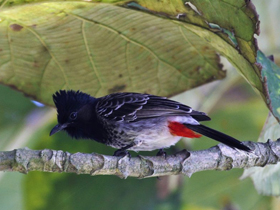 Смотреть фото Розовобрюхий бюльбюль Фото Розовобрюхий бюльбюль