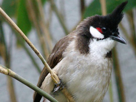 Краснощёкий бюльбюль Краснощёкий бюльбюль