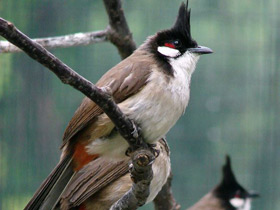 Смотреть фото Краснощёкий бюльбюль Фото Краснощёкий бюльбюль