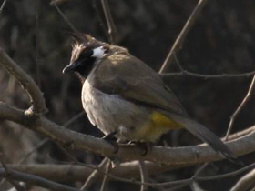 Смотреть фото Гималайский бюльбюль Фото Гималайский бюльбюль