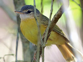 Смотреть фото Бурый бюльбюль Апперта Фото Бурый бюльбюль Апперта