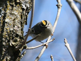 Смотреть фото Золотоголовый королек Фото Золотоголовый королек