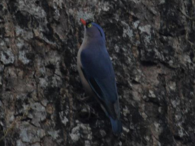 Смотреть фото Чернолобый поползень Фото Чернолобый поползень