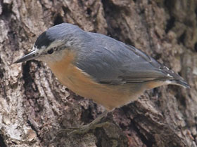 Фото Алжирский поползень