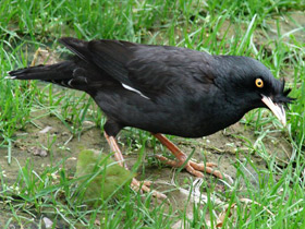 Смотреть фото Хохлатая майна Фото Хохлатая майна