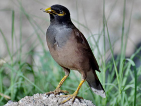 Смотреть фото Обыкновенная майна Фото Обыкновенная майна