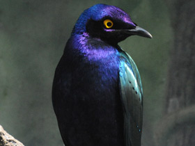 Смотреть фото Пурпурный блестящий скворец Фото Пурпурный блестящий скворец