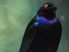 Смотреть фото Пурпурный блестящий скворец Фото Пурпурный блестящий скворец