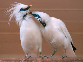 Балийский скворец Балийский скворец