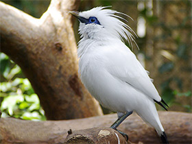 Смотреть фото Балийский скворец Фото Балийский скворец