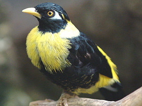 Смотреть фото Золотогрудый мино Фото Золотогрудый мино