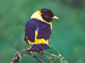 Золотогрудый мино Золотогрудый мино