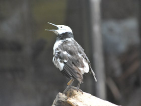 Фото Черношейный скворец