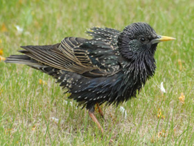 Смотреть фото Обыкновенный скворец Фото Обыкновенный скворец