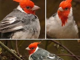 Смотреть фото Краснохохлый овсяночный кардинал Фото Краснохохлый овсяночный кардинал