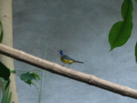 Смотреть фото Сине-жёлтый траупис Фото Сине-жёлтый траупис