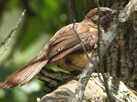Фото Дроздовая тимелия Хайнда