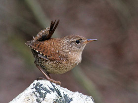 Смотреть фото Крапивник Фото Крапивник