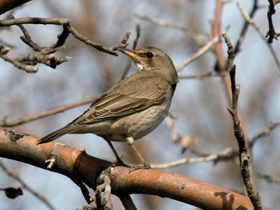 Смотреть фото Чернозобый дрозд Фото Чернозобый дрозд