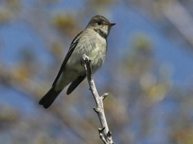 Смотреть фото Восточный лесной пиви Фото Восточный лесной пиви