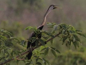 Смотреть фото Индийская змеешейка Фото Индийская змеешейка