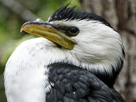 Малый пёстрый баклан Малый пёстрый баклан