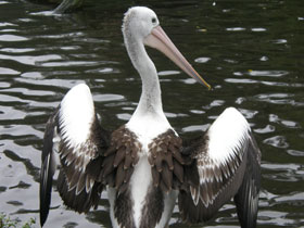 Смотреть фото Австралийский очковый пеликан Фото Австралийский очковый пеликан