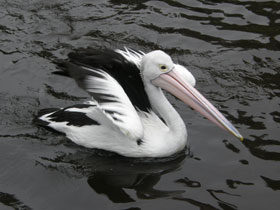 Смотреть фото Австралийский очковый пеликан Фото Австралийский очковый пеликан