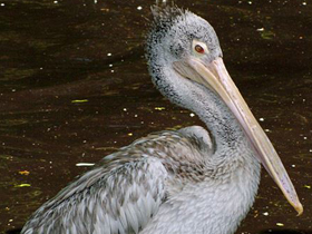 Смотреть фото Филиппинский пеликан Фото Филиппинский пеликан