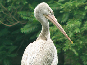 Фото Розовоспинный пеликан