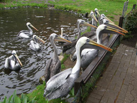 Смотреть фото Перуанский пеликан Фото Перуанский пеликан